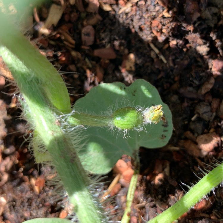 Plant image Citrullus Lanatus 'Icebox'