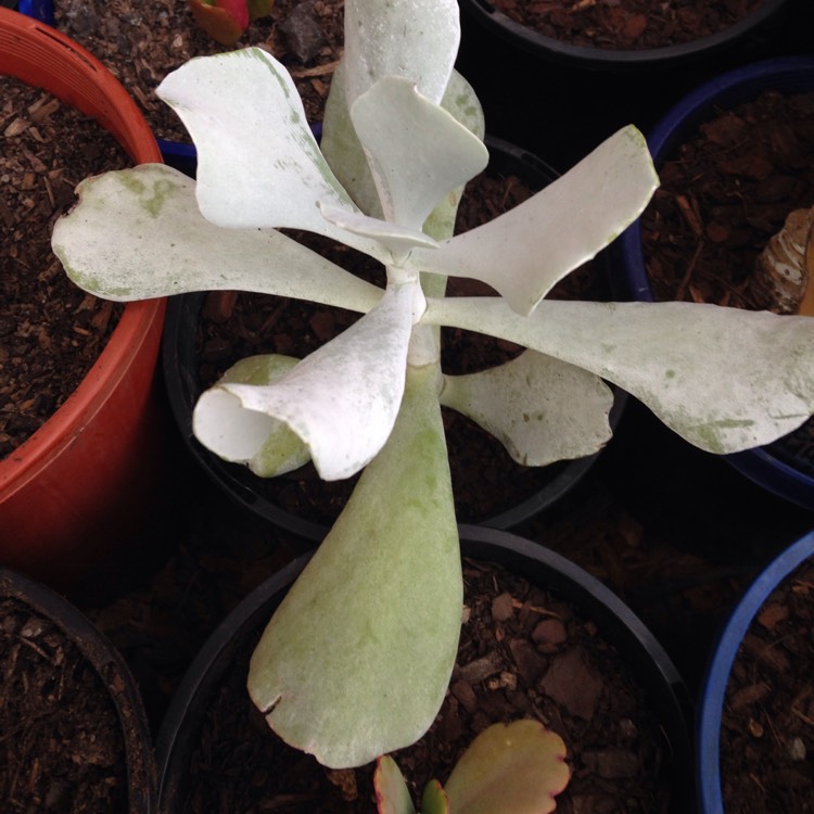 Plant image Cotyledon orbiculata 'Silver Waves'