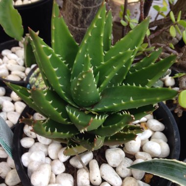 Aloe nobilis