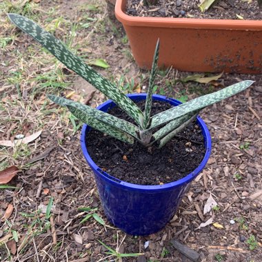 Gasteria Carinata