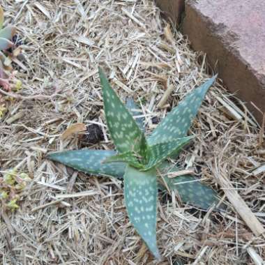 Aloe