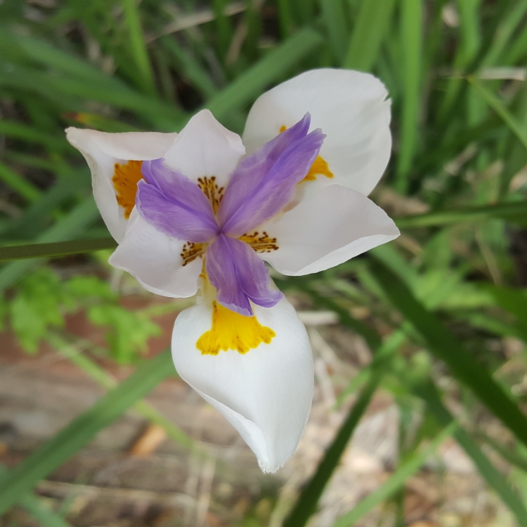 Plant image Dietes grandifolia syn. Dietes grandiflora 'Reen Lelie'