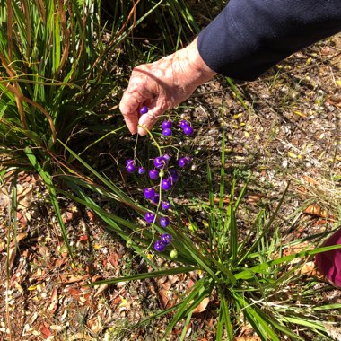 Brenton's garden