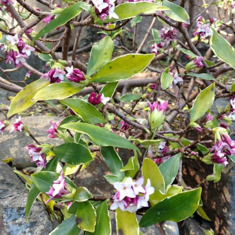 Plant image Daphne