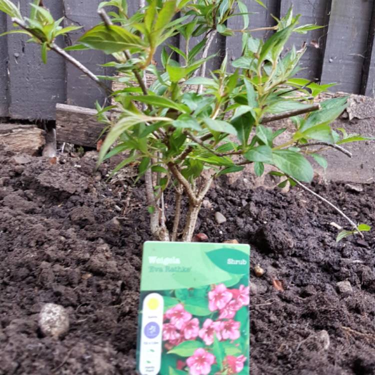 Plant image Weigela 'Eva Rathke'