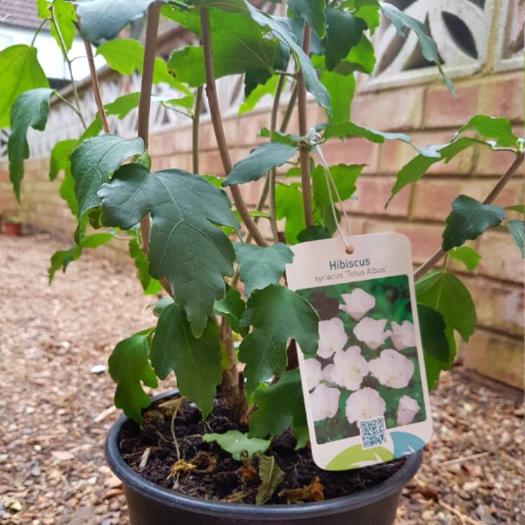 Plant image Hibiscus syriacus 'Totus Albus'