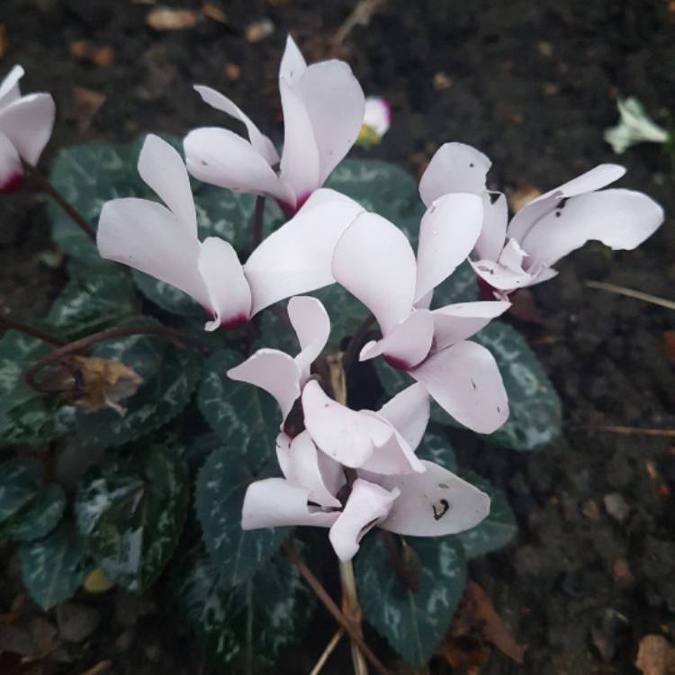 Plant image Cyclamen hederifolium 'Amaze Me'