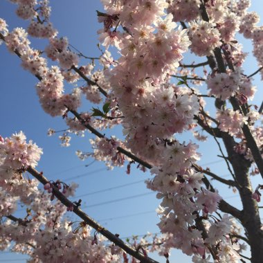 Flowering Cherry 'Accolade'