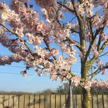 Winter Flowering Cherry 'Autumnalis Rosea'