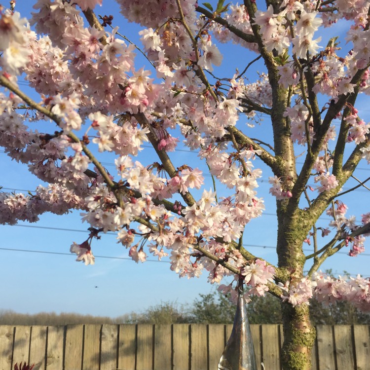 Plant image Prunus x subhirtella 'Autumnalis Rosea'