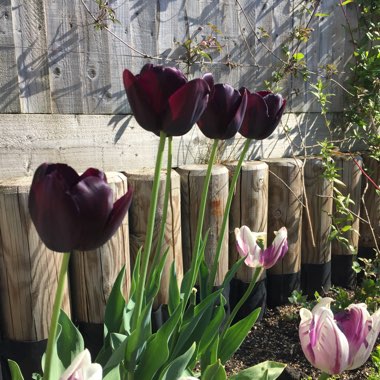 Tulip 'Queen Of Night' (Single Late)