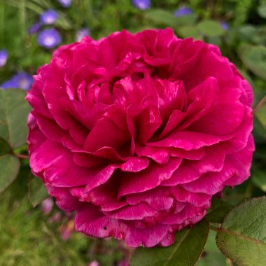 Rose 'Noble Antony'