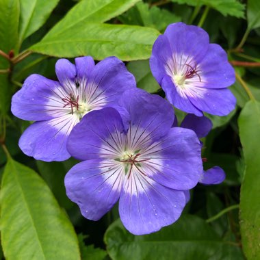 Cranesbill 'Rozanne'