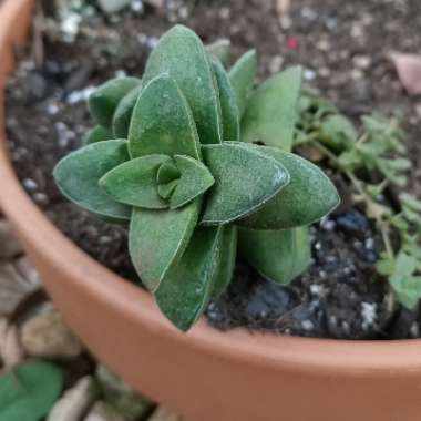 Crassula 'Springtime'