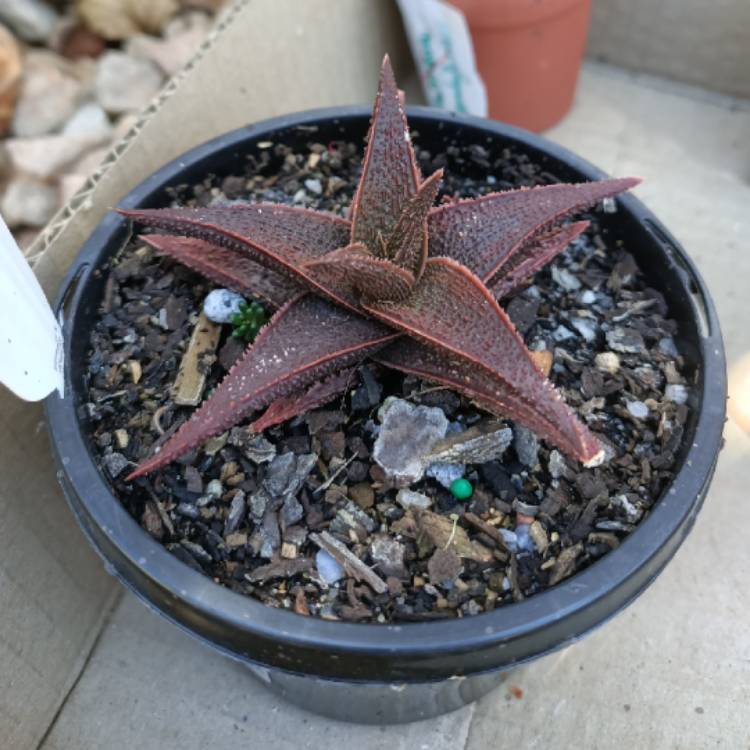 Plant image Aloe Latte