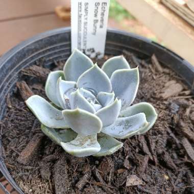 Echeveria Snow Bunny