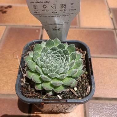 Sempervivum Soft Line