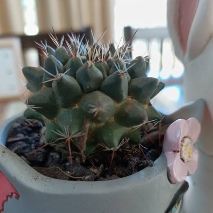 Plant image Mammillaria zeilmanniana var. Albiflora