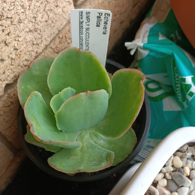 Plant image Echeveria Pallida