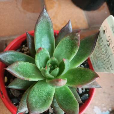 Echeveria Miranda 