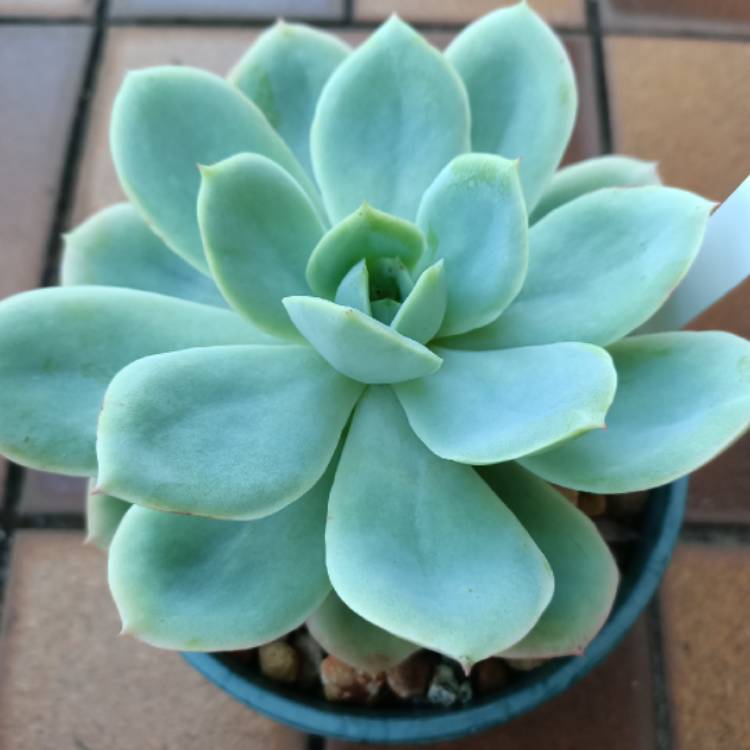 Plant image Echeveria Lemon And Lime