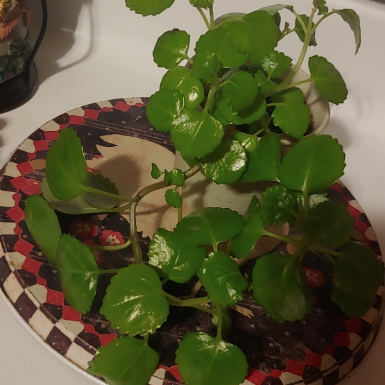 Plant image Plectranthus verticillatus