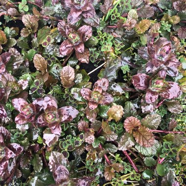 Trifolium repens 'Purpurascens Quadrifolium'