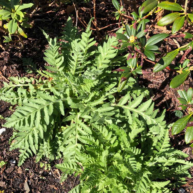 Plant image Papaver atlanticum