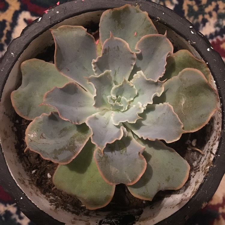 Plant image Echeveria Pastel