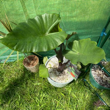 Elephant Ear (Alocasia)