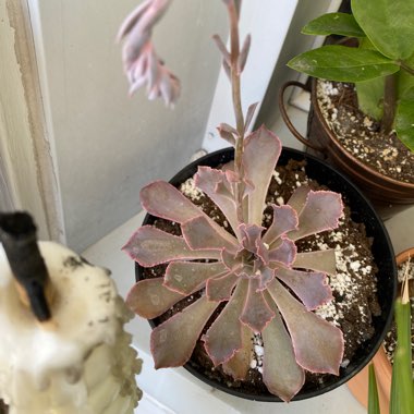 Echeveria 'Neon Breakers'