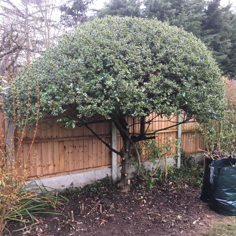 Plant image Ilex 'Nellie R. Stevens'