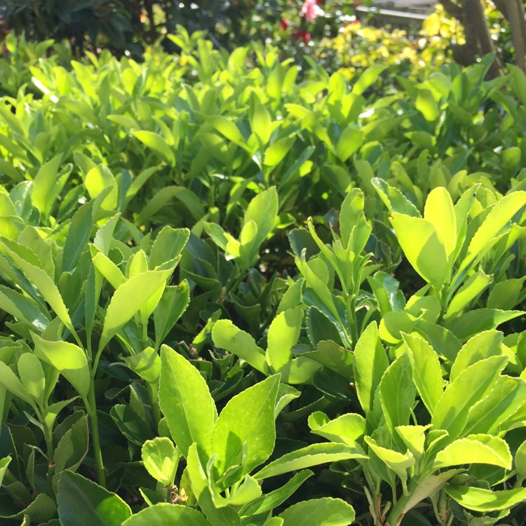 Plant image Euonymus japonicus 'Green Rocket'