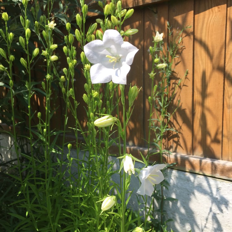 Plant image Campanula cochleariifolia 'Swinging Bells White'