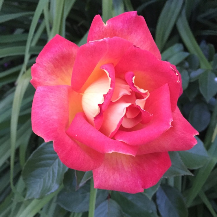 Plant image Rosa 'Chicago Peace'