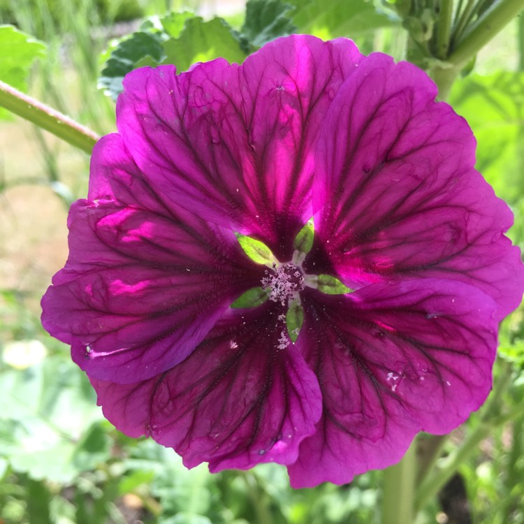 Plant image Malva Sylvestris 'Magic Hollyhock'