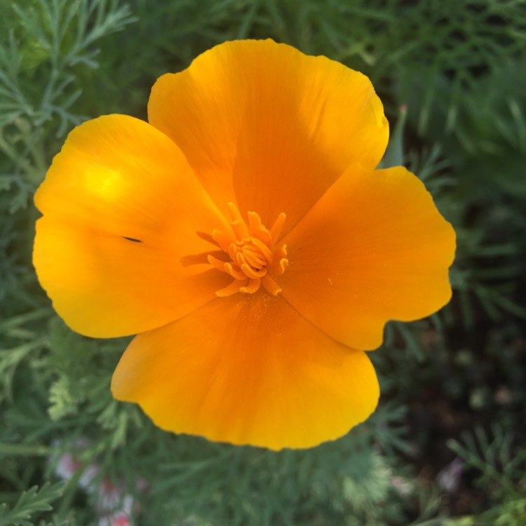 Plant image Eschscholzia californica 'Orange King'