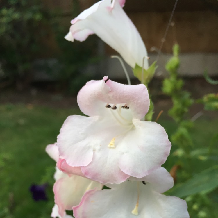 Plant image Penstemon 'Apple Blossom'