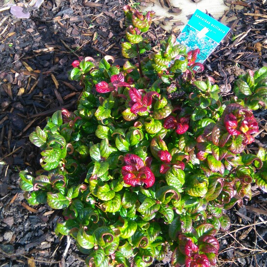 Leucothoe axillaris 'Curly Red'