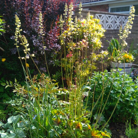 Plant image Heuchera 'Thomas'