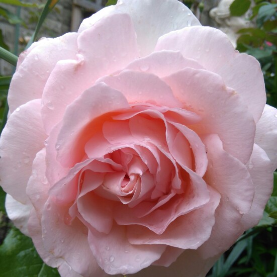 Plant image Rosa 'Chandos Beauty'