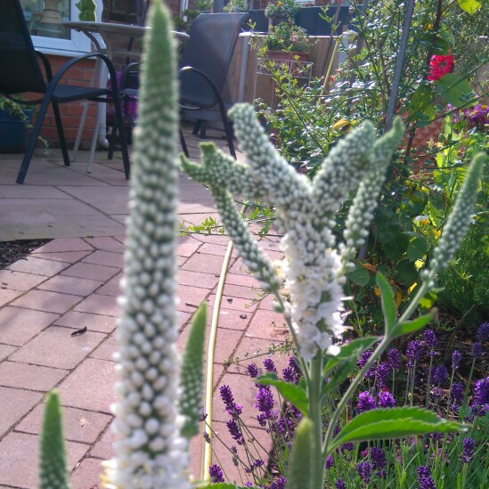 Plant image Veronicastrum virginicum 'Album'