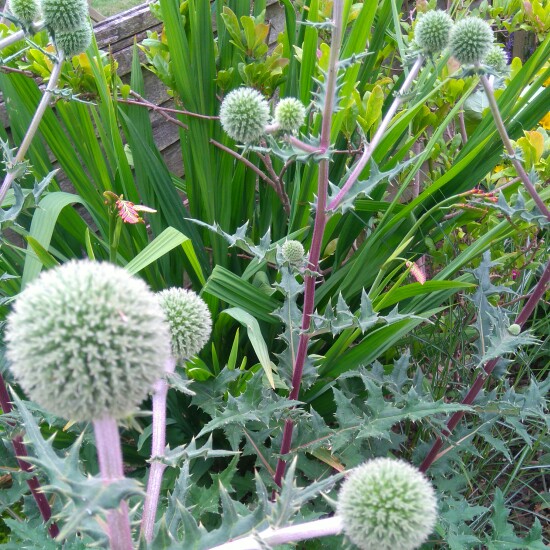 Plant image Echinops sphaerocephalus 'Arctic Glow'