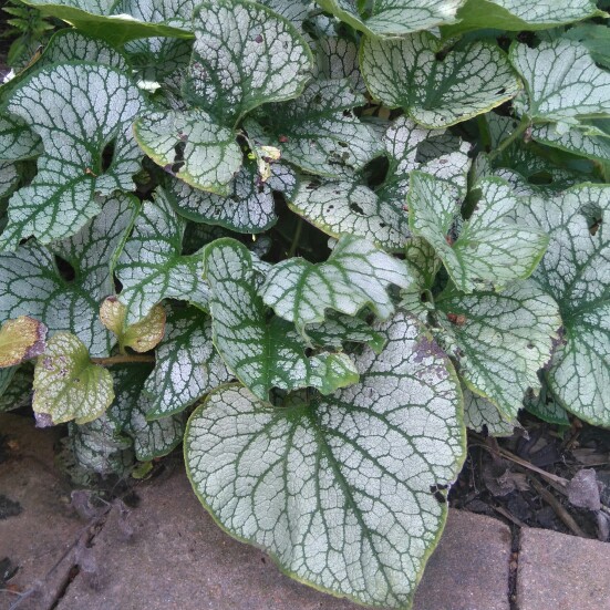 Plant image Brunnera macrophylla 'Jack Frost'