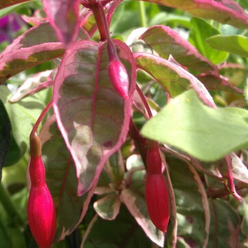 Plant image Fuchsia 'Firecracker'