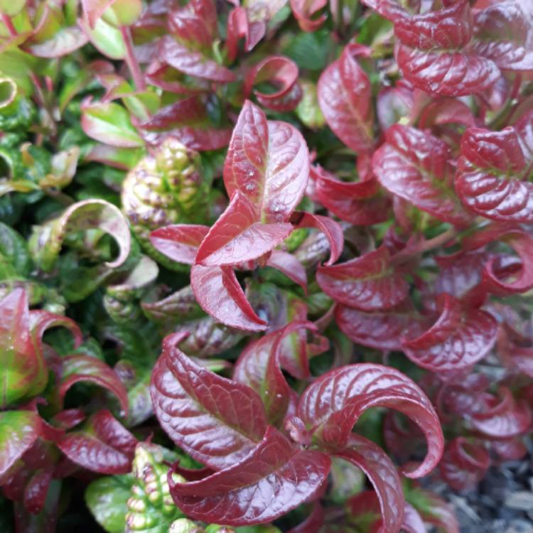 Plant image Leucothoe axillaris 'Curly Red'