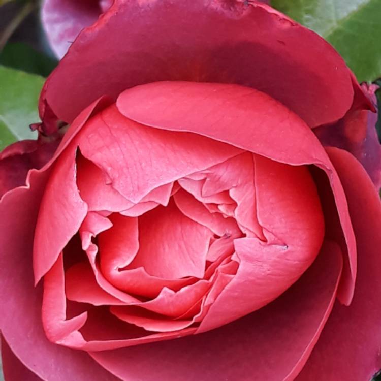 Plant image Rosa 'Hot Chocolate'