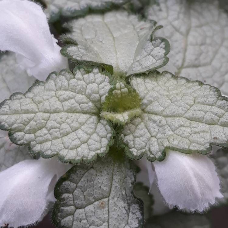 Plant image Lamium Maculatum 'White Nancy'