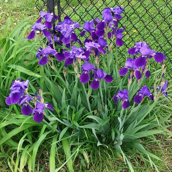 Plant image Iris x germanica 'Caribbean Dream'