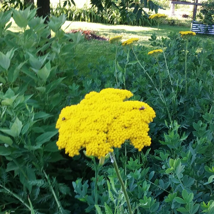 Plant image Achillea filipendulina